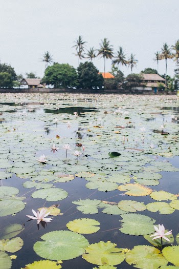 Lotus Flowers On Water