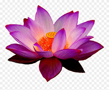 Lotus Flowers Png - Purple Lotus Flower Png Clipart (#1312456 ...