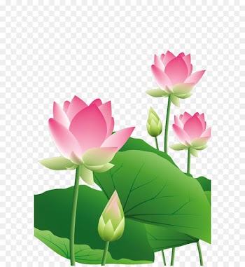 Lotus lotus leaf 