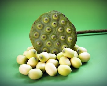 Lotus Pad