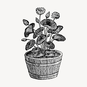 Lotus plant clipart, vintage illustration | Free Vector - rawpixel