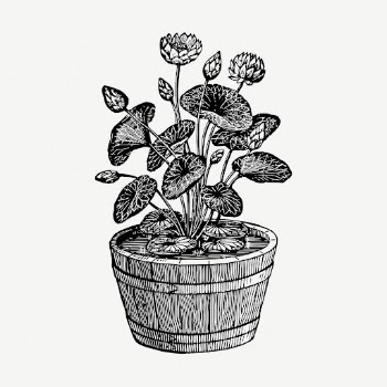 Lotus plant drawing, vintage illustration | Free PSD - rawpixel