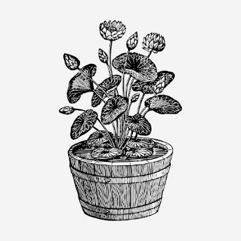 Lotus plant hand drawn illustration. | Free Photo - rawpixel
