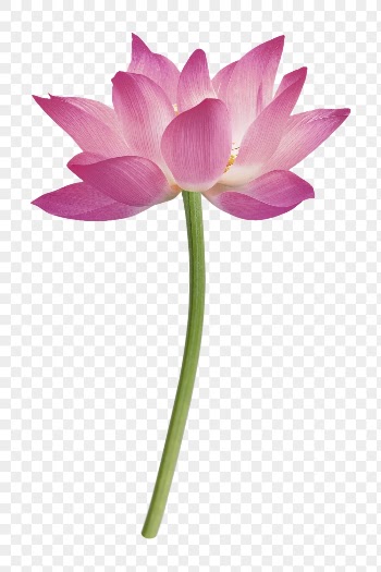 Lotus png, pink collage element, | Free PNG - rawpixel