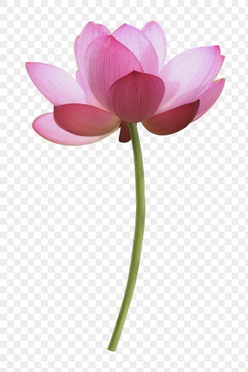 Lotus png, pink collage element, | Free PNG - rawpixel