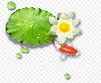 Lotus Pond Leaf Nelumbo nucifera - White water lily 