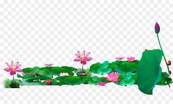 Lotus Pond Nelumbo nucifera Download - Lotus 