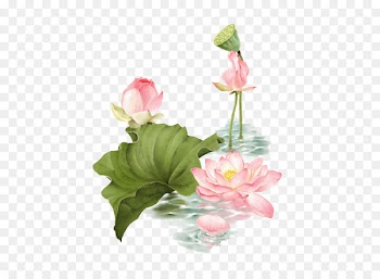 Lotus Pond Nelumbo nucifera - Lotus 