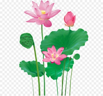 Lotus Pond Nelumbo nucifera - Lotus 
