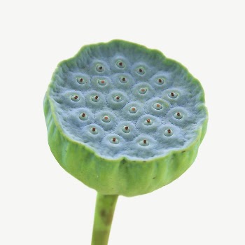 Lotus seed pod collage element | Free PSD - rawpixel