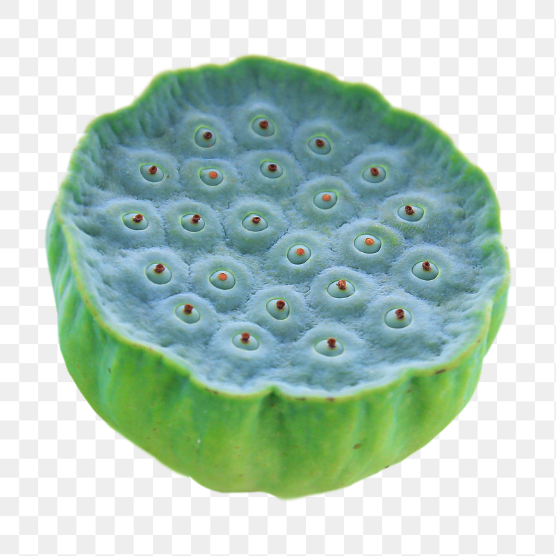 Lotus seed pod png sticker, | Free PNG - rawpixel