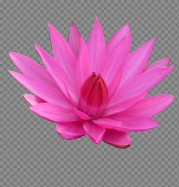 Lotus Transparent