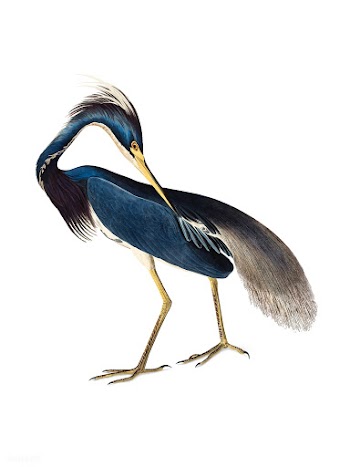 Louisiana Heron illustration | Free stock vector - 457888