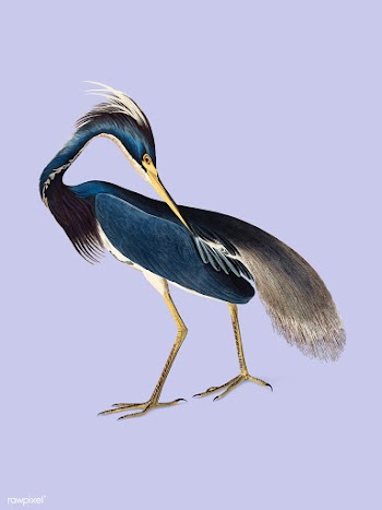 Louisiana Heron illustration | Free stock vector - 457901
