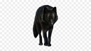 Loup - Gray Wolf