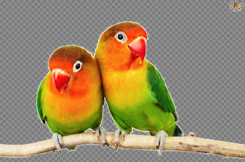 Love Birds PNG Pic