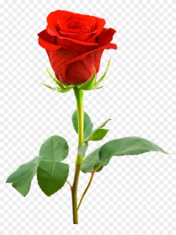 Love Gift Three Rose Png Collection - Legend Of The Rose