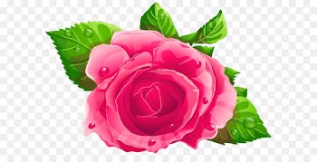 Love Girlfriend Romance Text messaging Boyfriend - Pink Rose PNG Clipart 