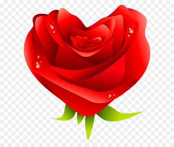 Love Heart Valentines Day - Rose 