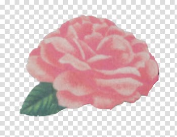 Love is eternal frame in, pink petal flower art transparent background PNG clipart