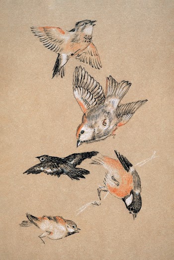Love leading the Pilgrim - Study of Birds:… | Free public domain illustration