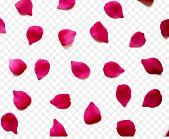Love Quotation Valentines Day Romance Happiness - Red rose petals 