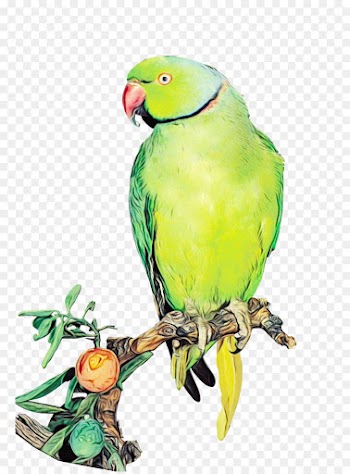 Lovebird