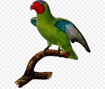 Lovebird