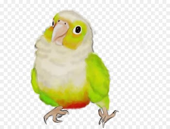 Lovebird