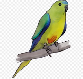 Lovebird