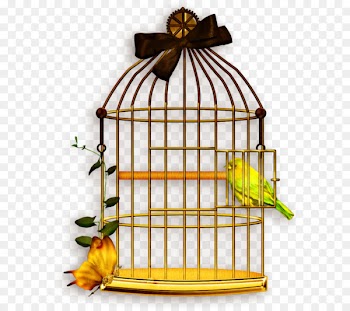 Lovebird Domestic canary Budgerigar Cockatiel - bird 