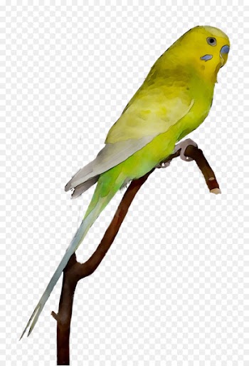 Lovebird Macaw Parakeet Feather Beak -  