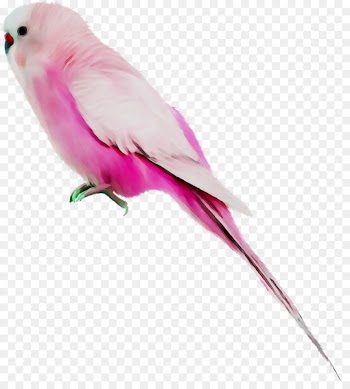 Lovebird Parakeet Macaw Feather Pet -  