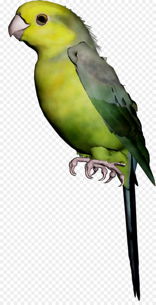 Lovebird Parakeet Macaw Feather Pet -  