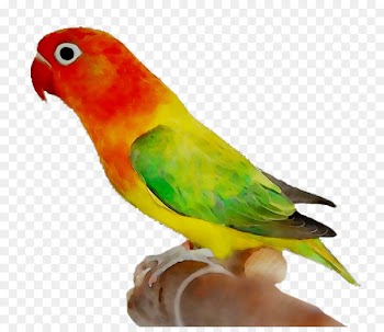 Lovebird Parakeet Macaw Loriini -  