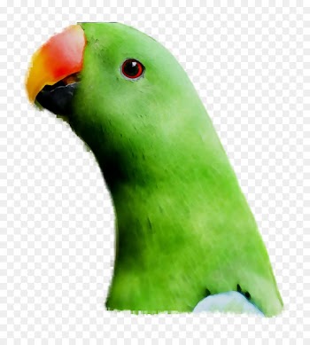 Lovebird, Parakeet, Pet, Bird, Green PNG