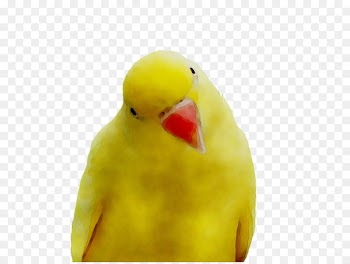 Lovebird Parakeet Pet Feather Beak -  