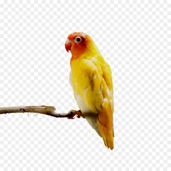 Lovebird Parakeet Pet Feather Beak -  