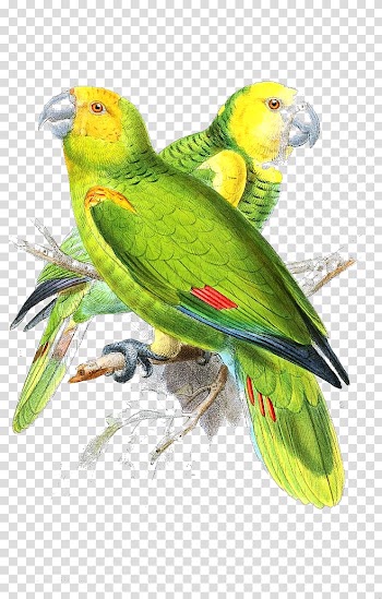 Lovebird Parrot Painting, parrot transparent background PNG clipart