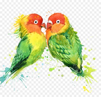 Lovebird Parrot T-shirt Watercolor painting - Watercolor parrot 