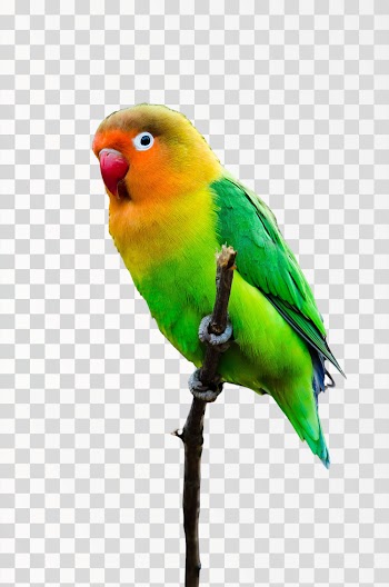 lovebird png transparent