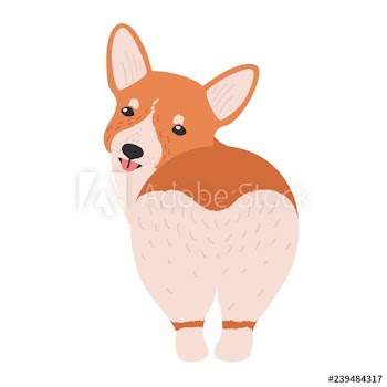 Lovely Pembroke welsh corgi