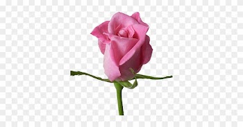 Lovely Pictures Of Single Roses Best Greetings Beautiful - Single Pink Rose Flower