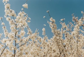 Lovely spring day at my local park, the smell was incredible! I was sitting under this beautiful tree and the wind was blowing small petals on me, it felt magical.