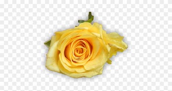 Lovely Yellow Roses - Rose