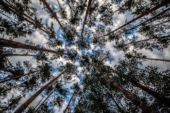 Low Angel Photo of Tall Trees