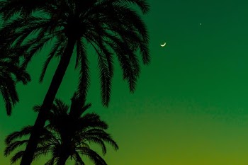 low angel photography of coconut trees during daytime