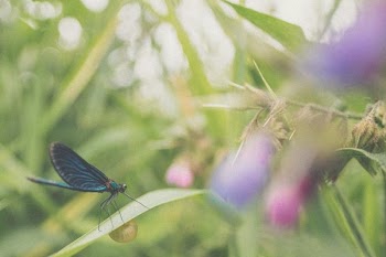 low-angle of blue butterfly on grass