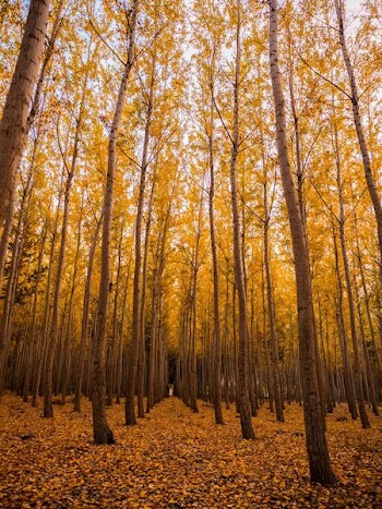 low angle of forest at daytime