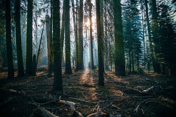 low angle of green leafed trees